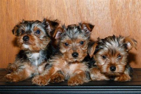 Ole Field Farm is a proud breeder of small canine companions. . Yorkie puppies for sale in maryland under 500